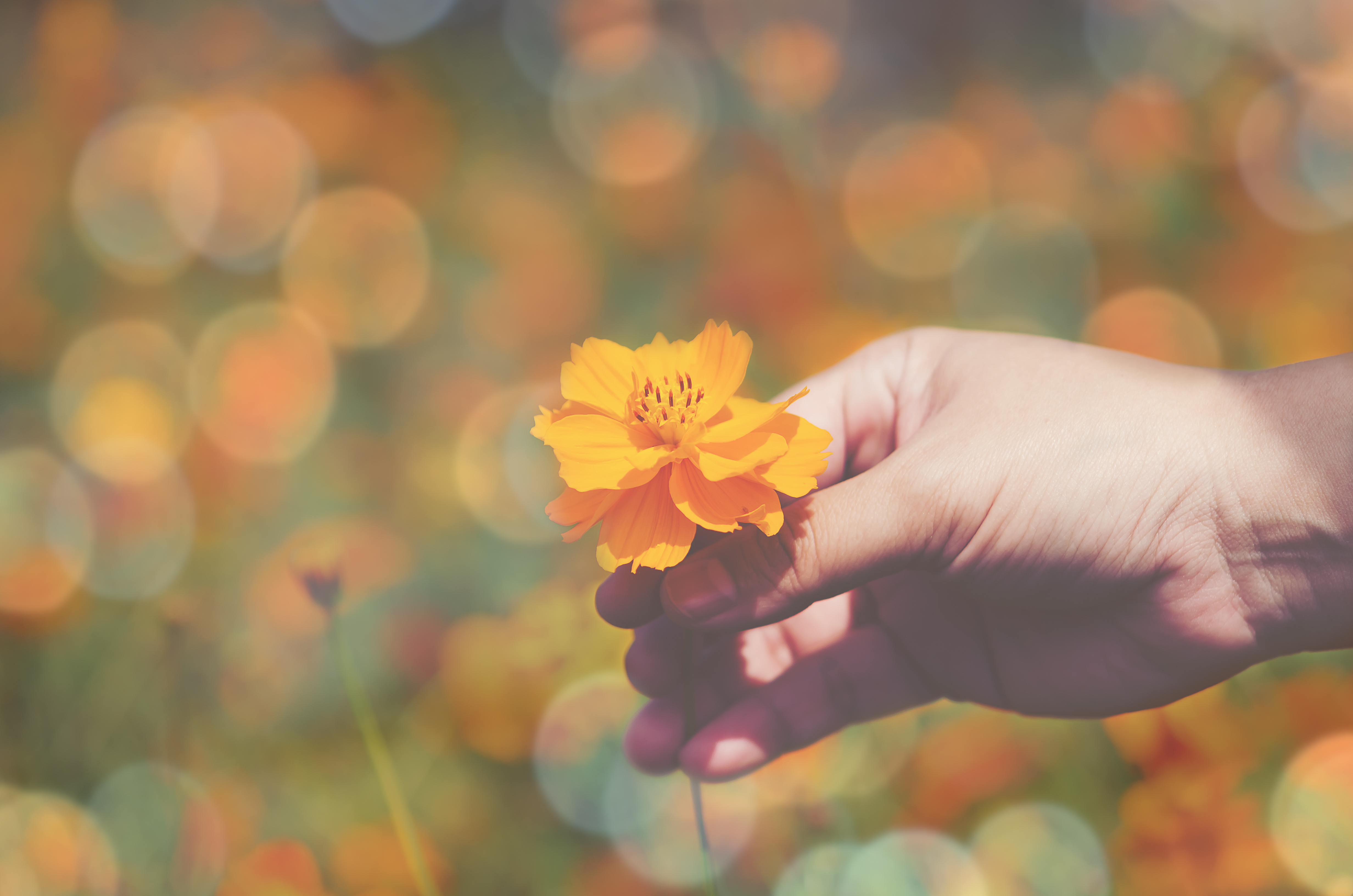 Women hand hold yellow cosmos in the garden