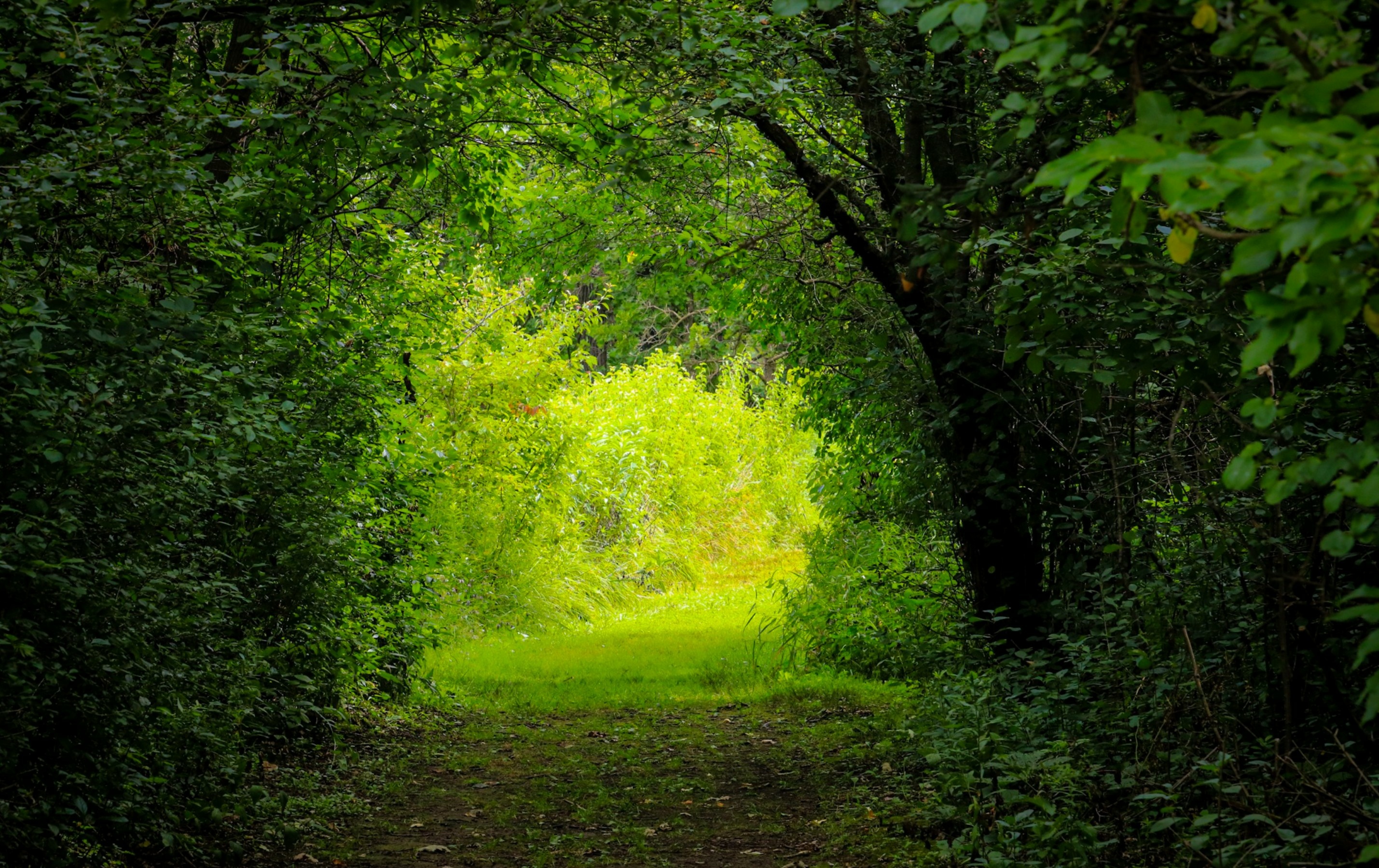 Forest corridor leading to bright open meadow